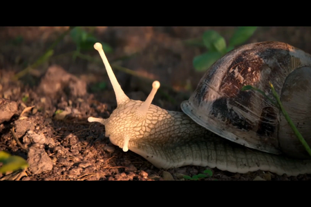 The Left-Handed Snail, Matteo Boulard, Clément Nahmias, Louis Velaine, Valentin Decombes, Gabryël Aury, Mathys Mysius , FR 2025