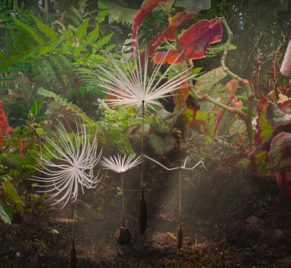 Dandelion's Odyssey, Momoko Seto, FR, BE 2025